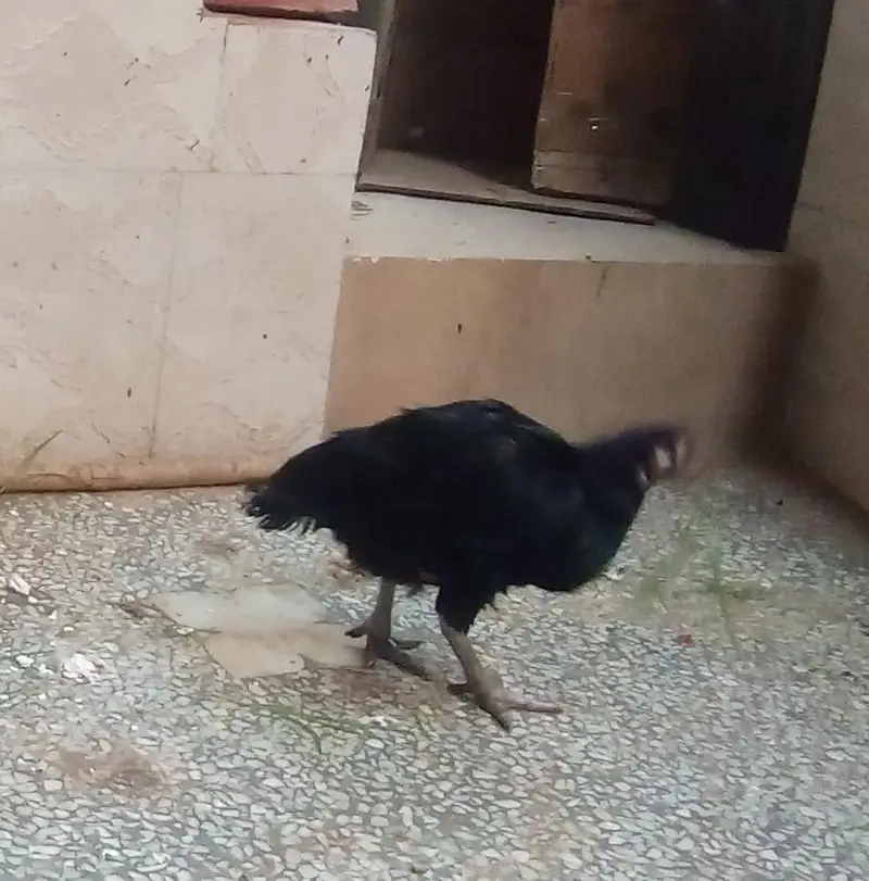 Aseel Hens and Cock for sale — photo 5
