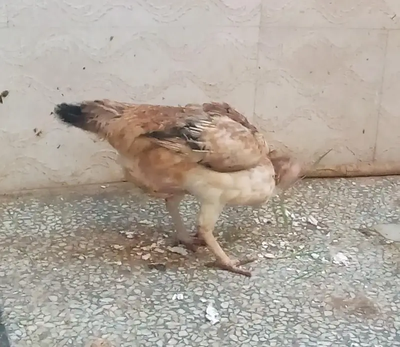 Aseel Hens and Cock for sale — photo 6