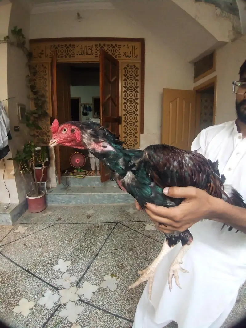 Aseel Hens and Cock for sale — photo 7