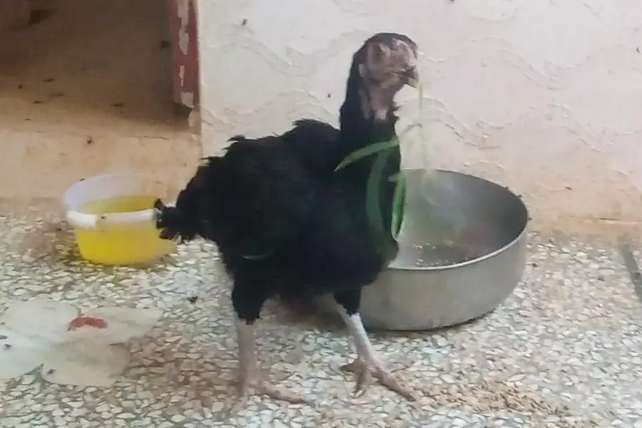 Aseel Hens and Cock for sale — photo 8