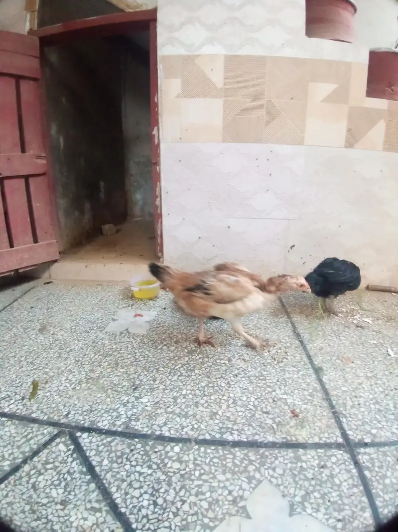 Aseel Hens and Cock for sale — photo 9