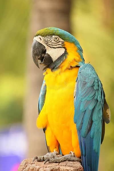 macow parrot