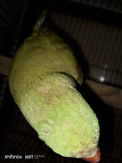 hand Tam parrot