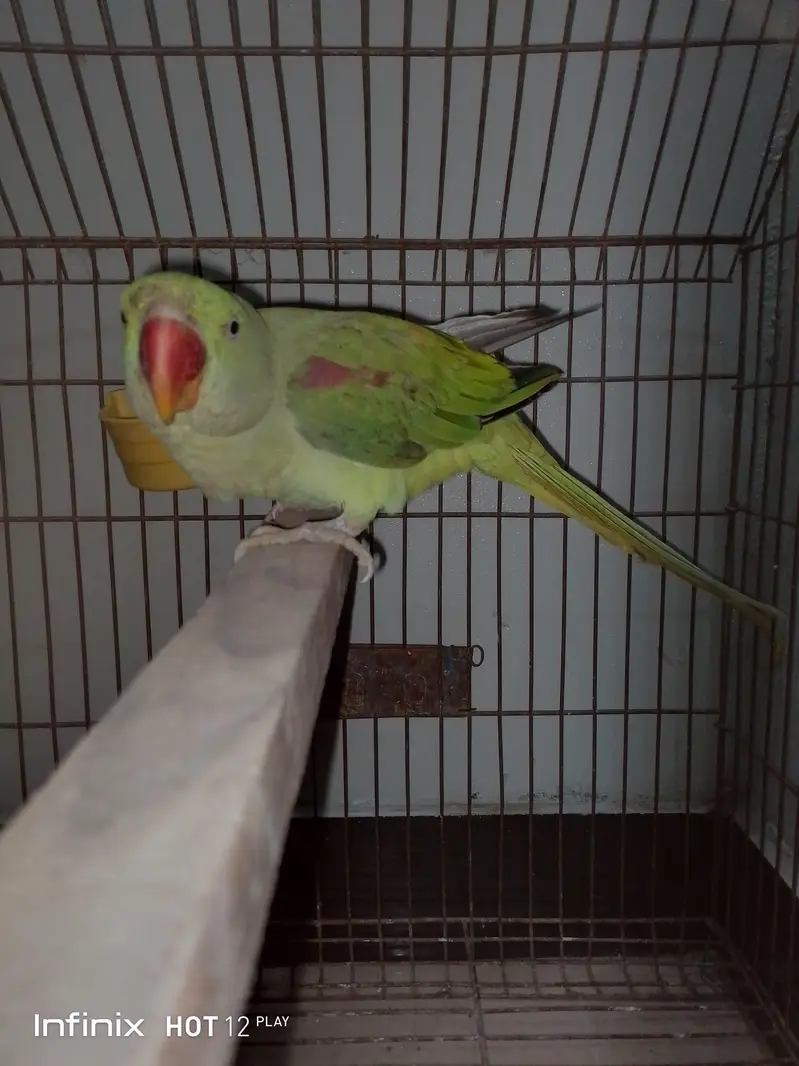 hand Tam parrot — photo 2