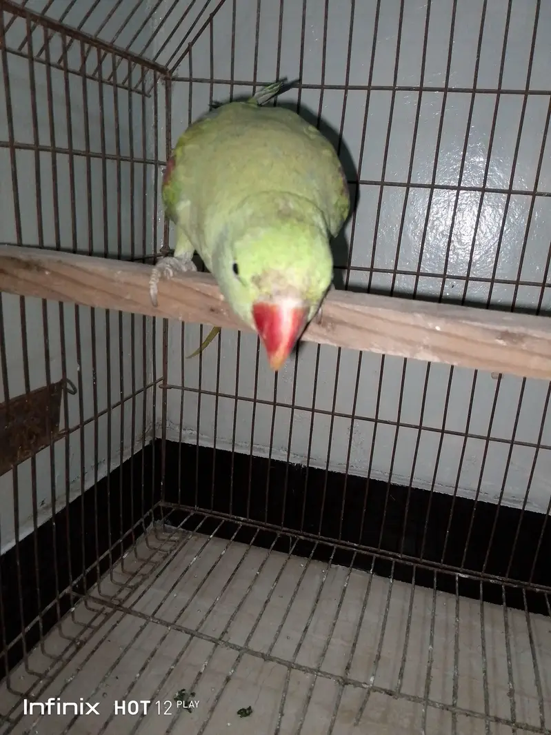 hand Tam parrot — photo 3