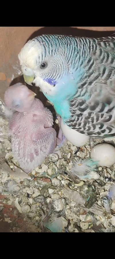 split dun fellow possible bf breeder pair