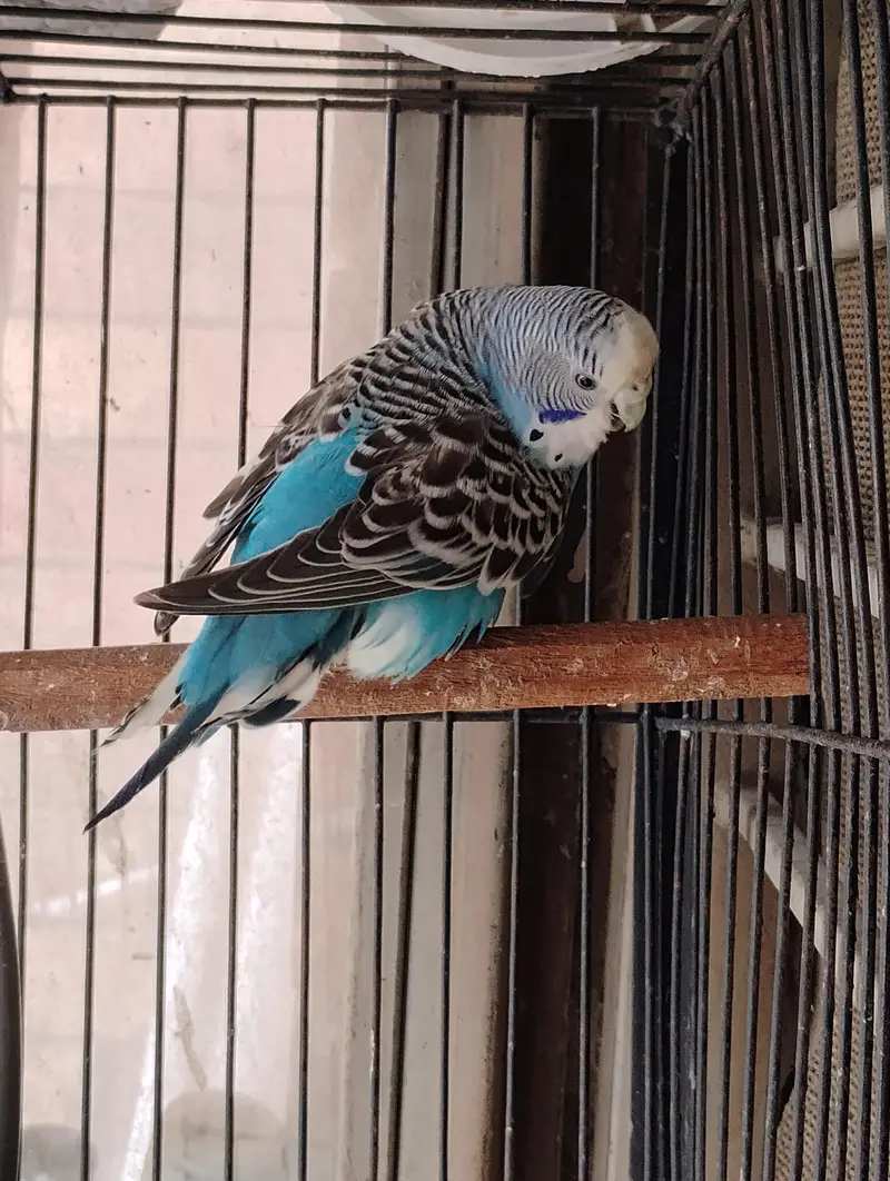 split dun fellow possible bf breeder pair — photo 3