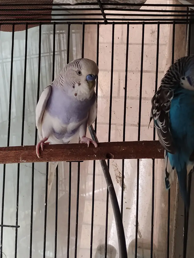 split dun fellow possible bf breeder pair — photo 4