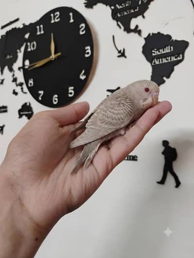 split dun fellow possible bf breeder pair