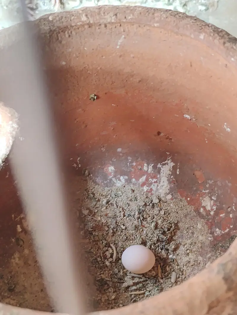 split dun fellow possible bf breeder pair — photo 5
