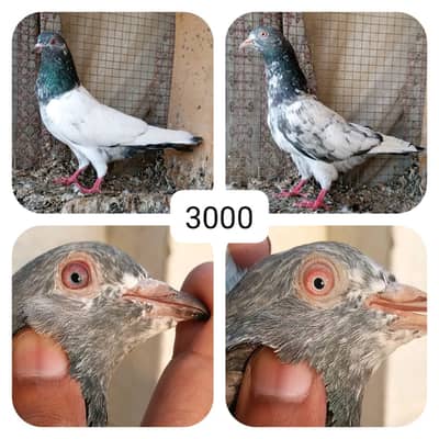high flyer pigeon