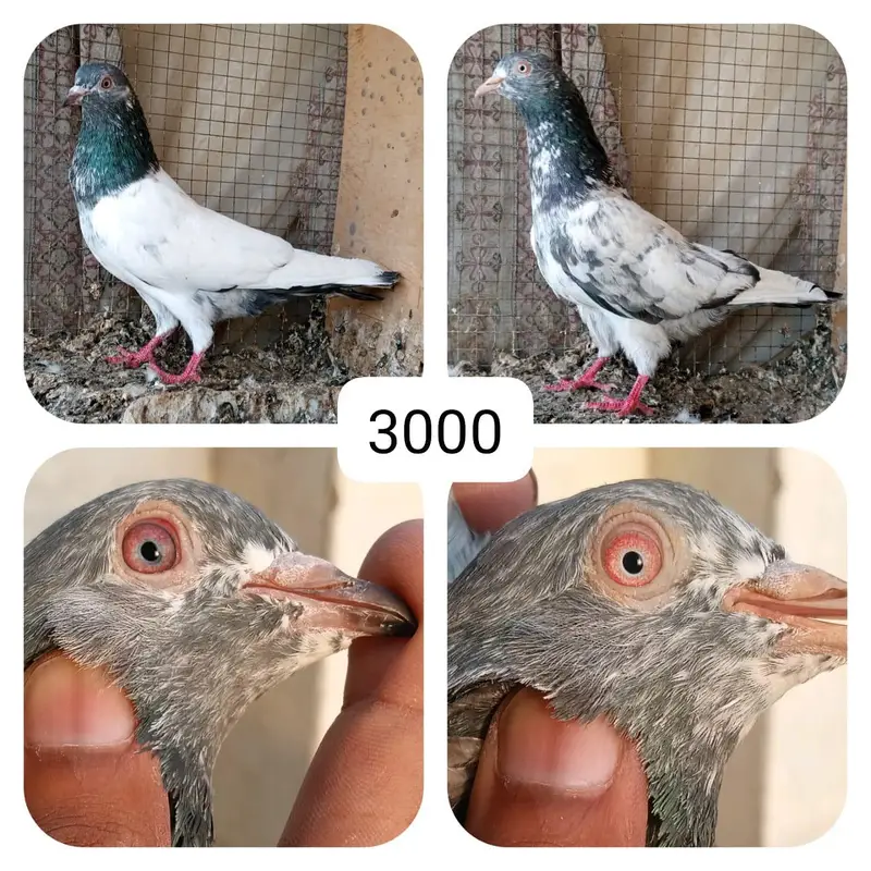 high flyer pigeon