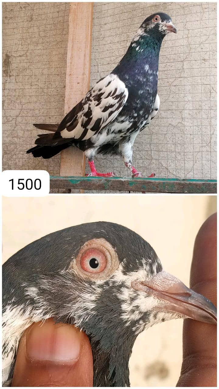 high flyer pigeon 1