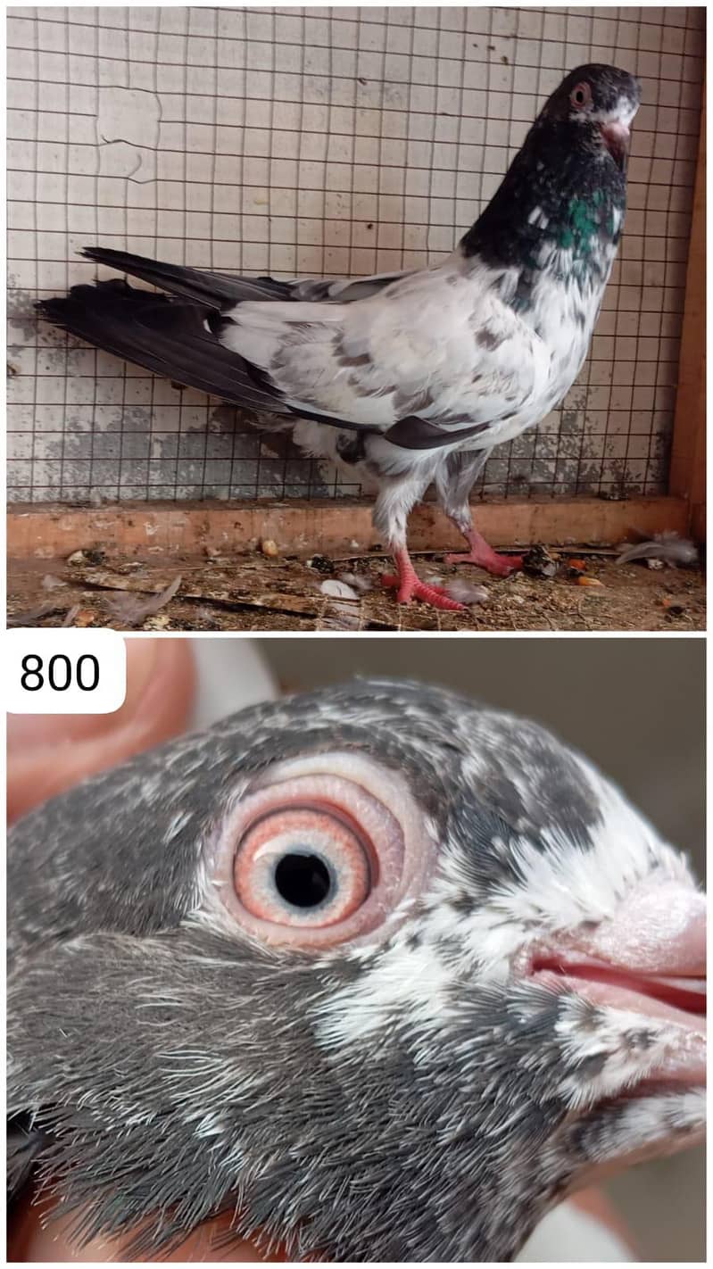 high flyer pigeon 3