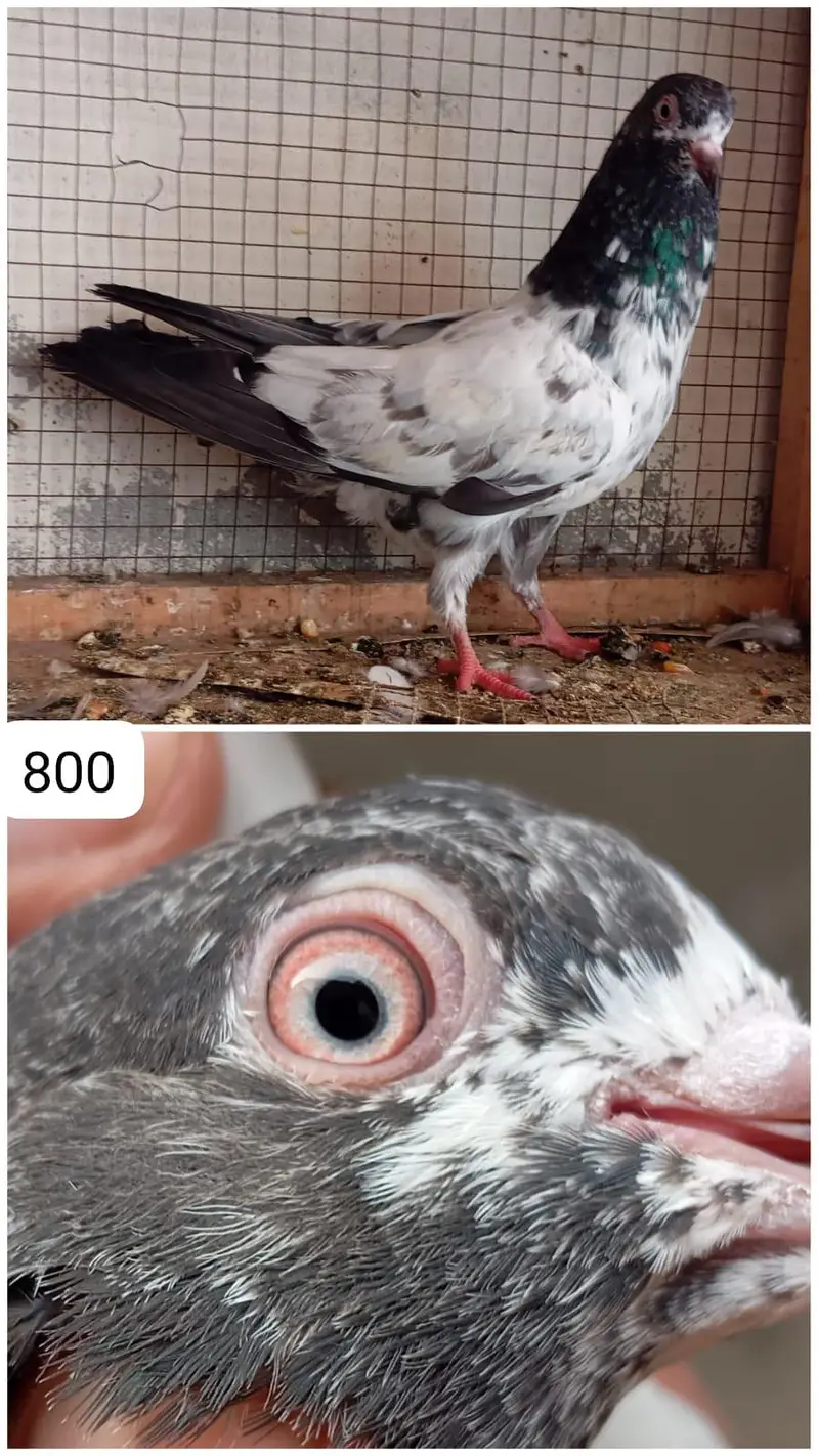 high flyer pigeon — photo 4