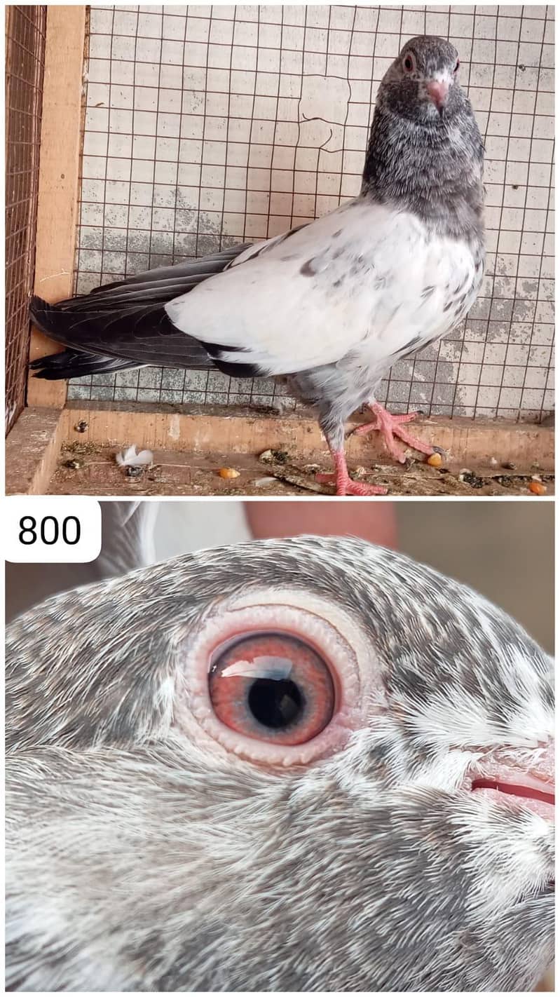 high flyer pigeon 4