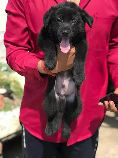pedigree long coated black german shepherd puppies for sale