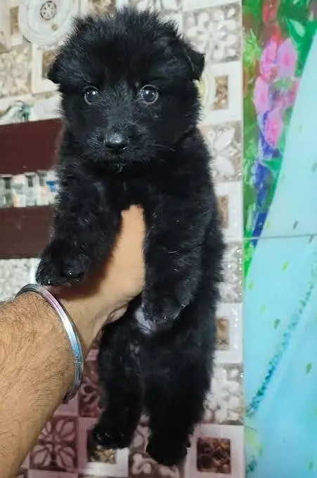 Pedigree long coated BLACK german shepherd puppies for sale