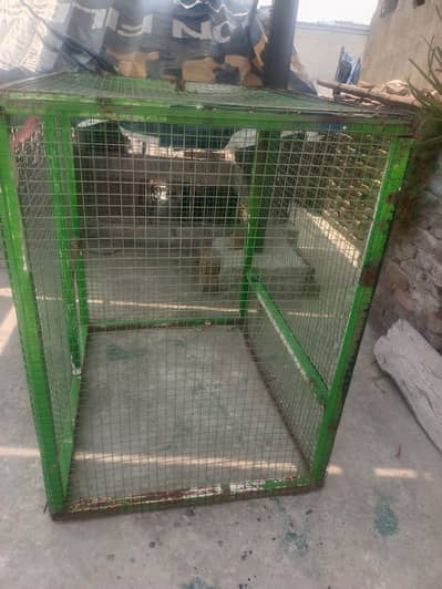 5*5*5 foot cage
