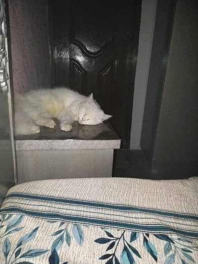 Persian cat