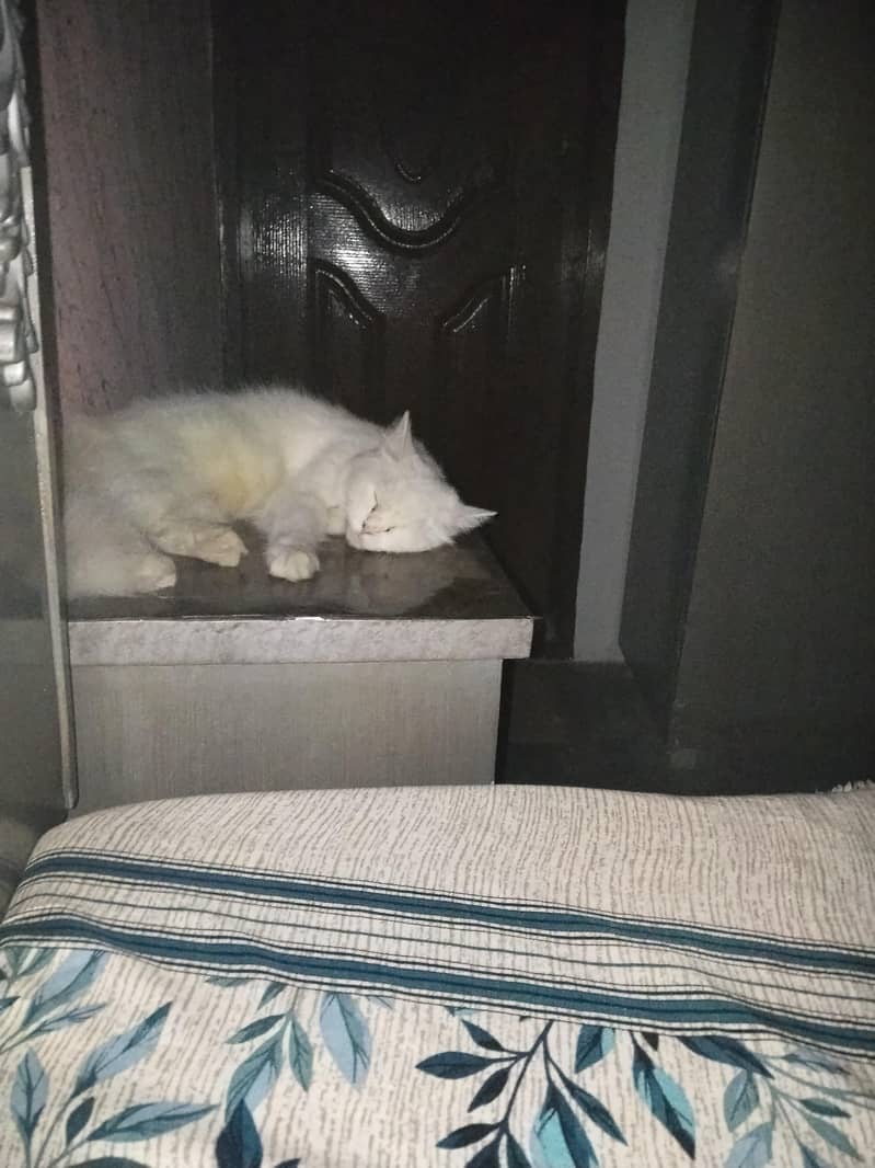 Persian cat 0