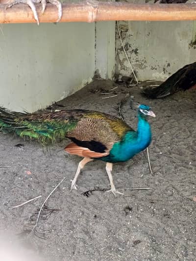 Blue Shoulder Male Peacock
