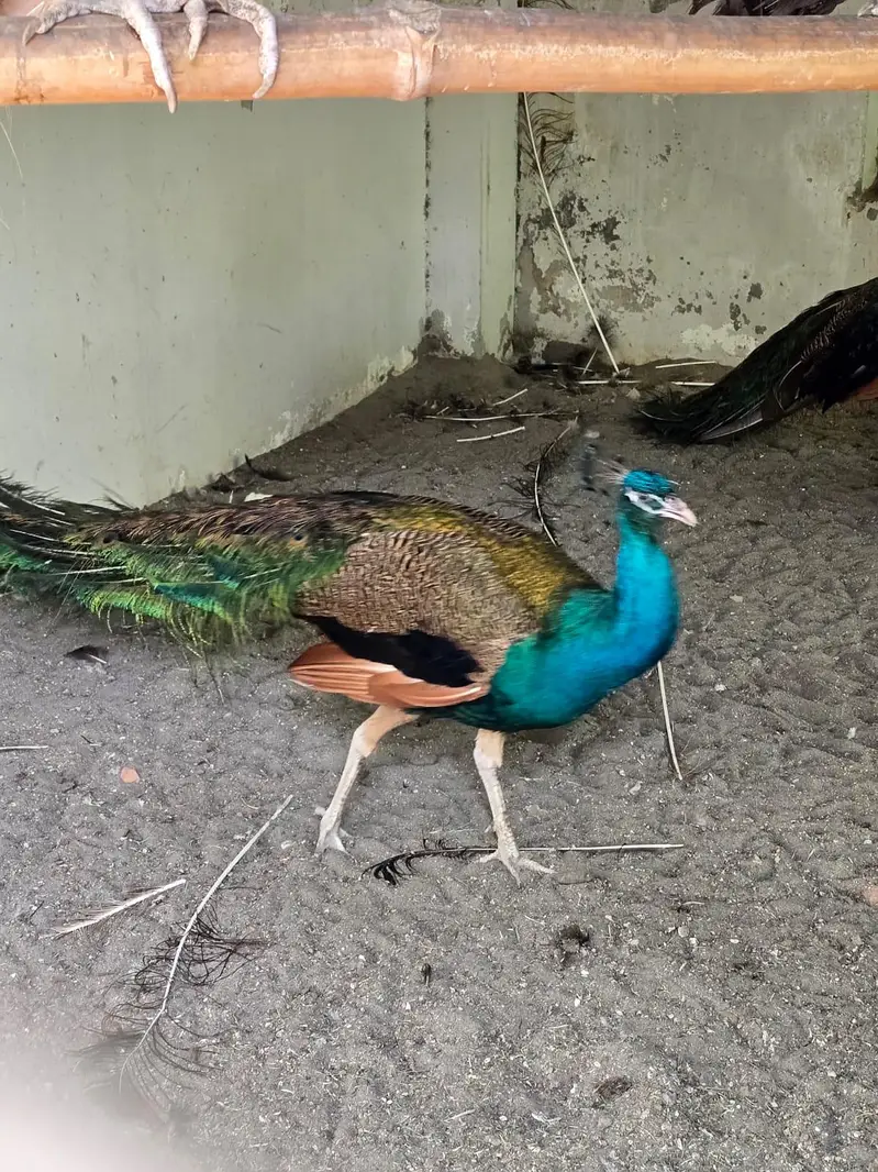 Blue Shoulder Male Peacock