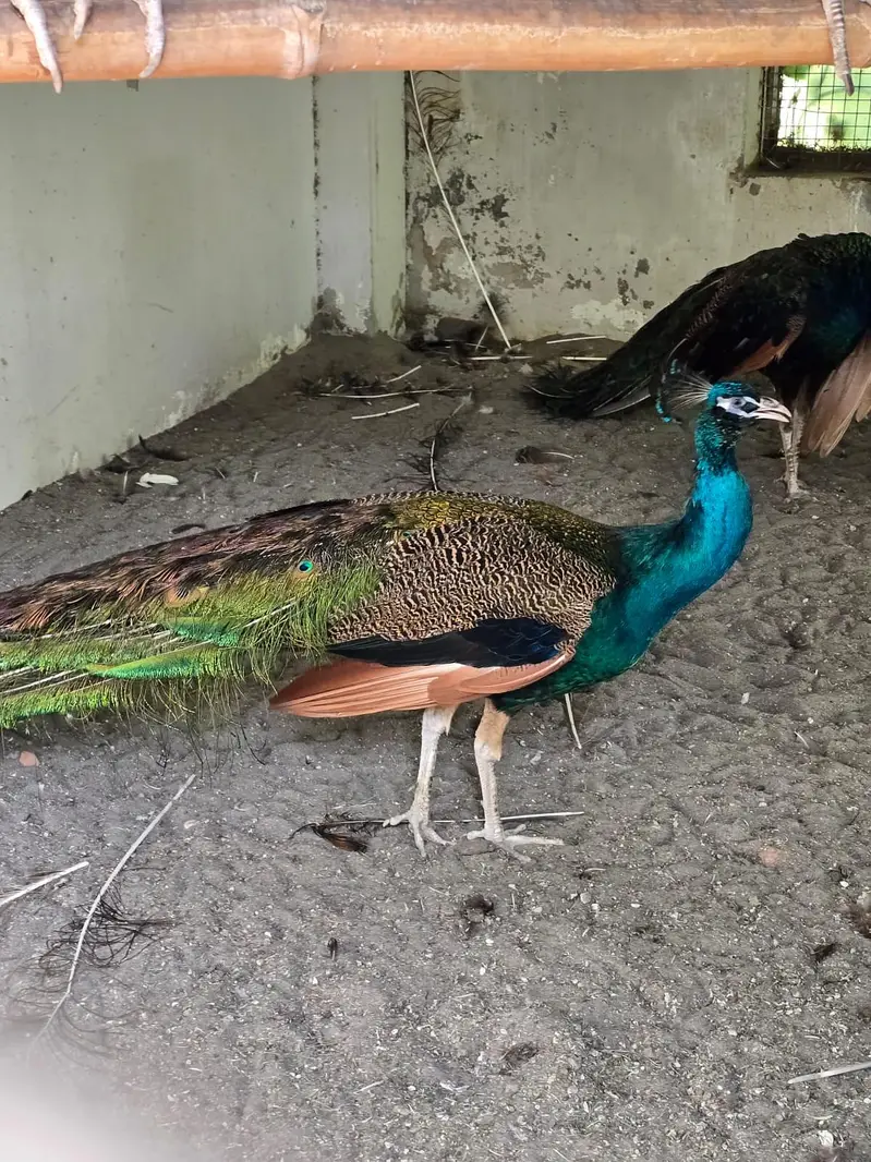 Blue Shoulder Male Peacock — photo 2