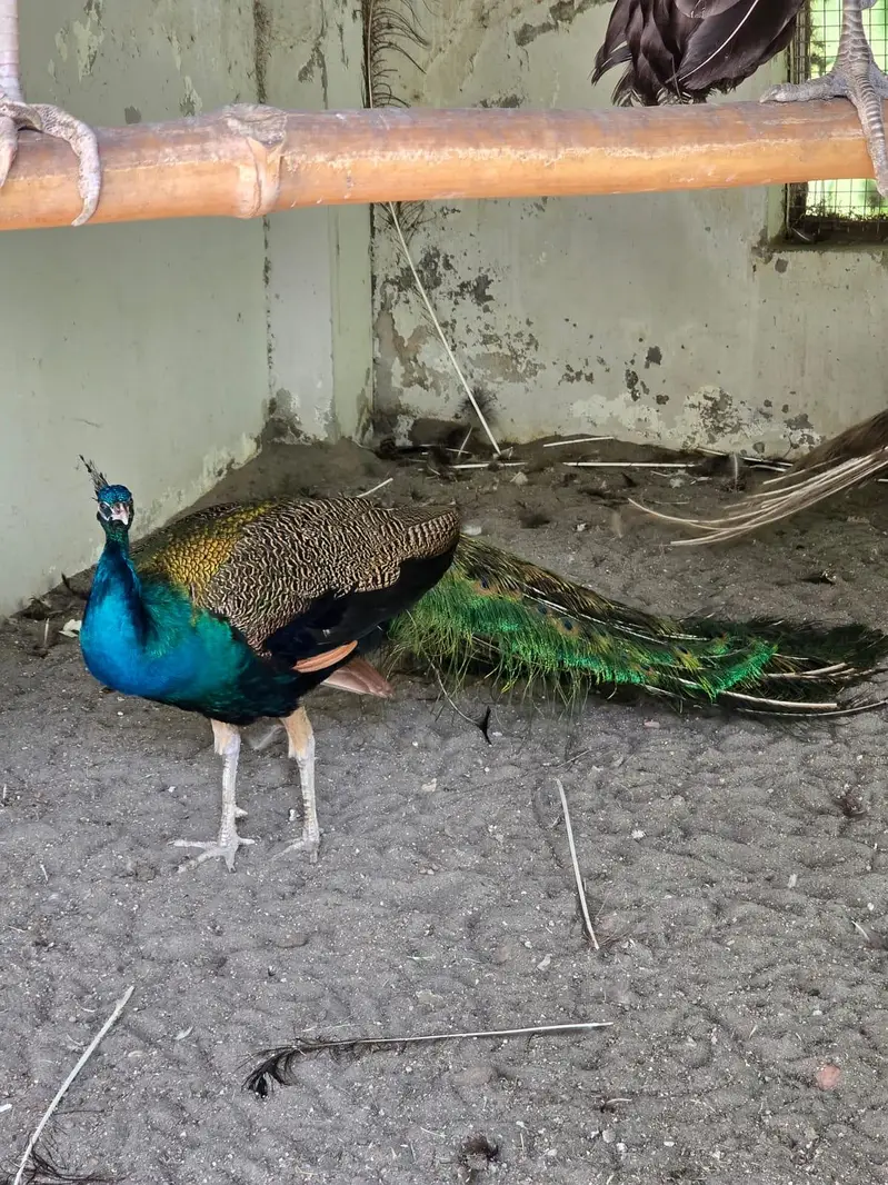 Blue Shoulder Male Peacock — photo 3