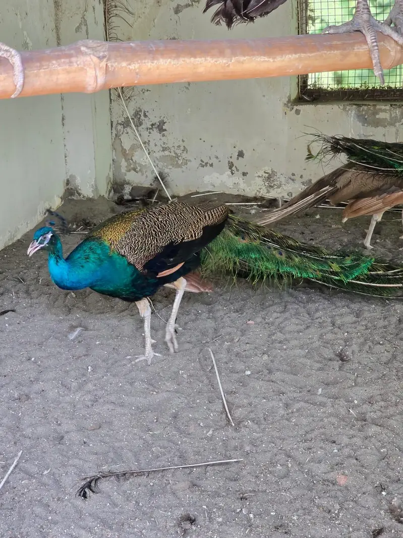 Blue Shoulder Male Peacock — photo 4