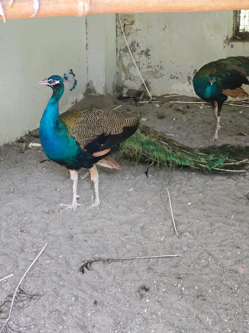 Blue Shoulder Male Peacock — photo 8