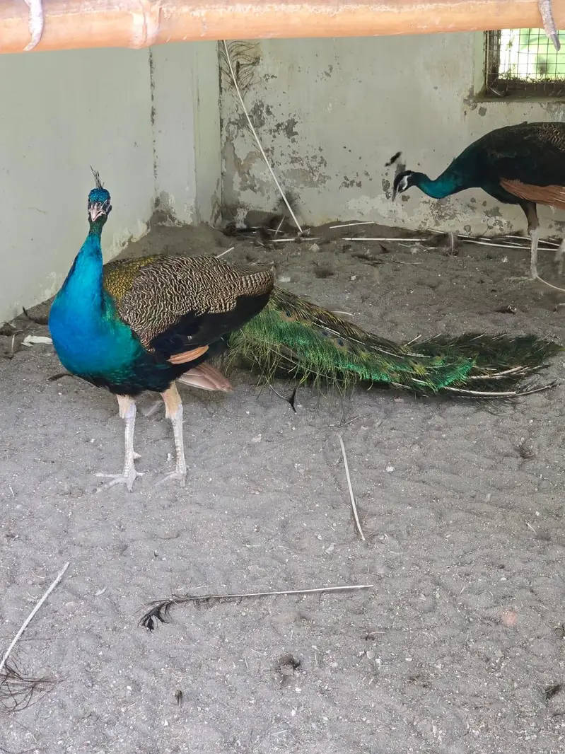 Blue Shoulder Male Peacock — photo 9