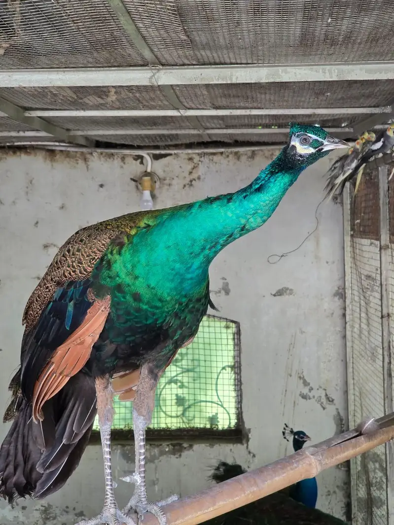 Blue Shoulder Male Peacock — photo 10