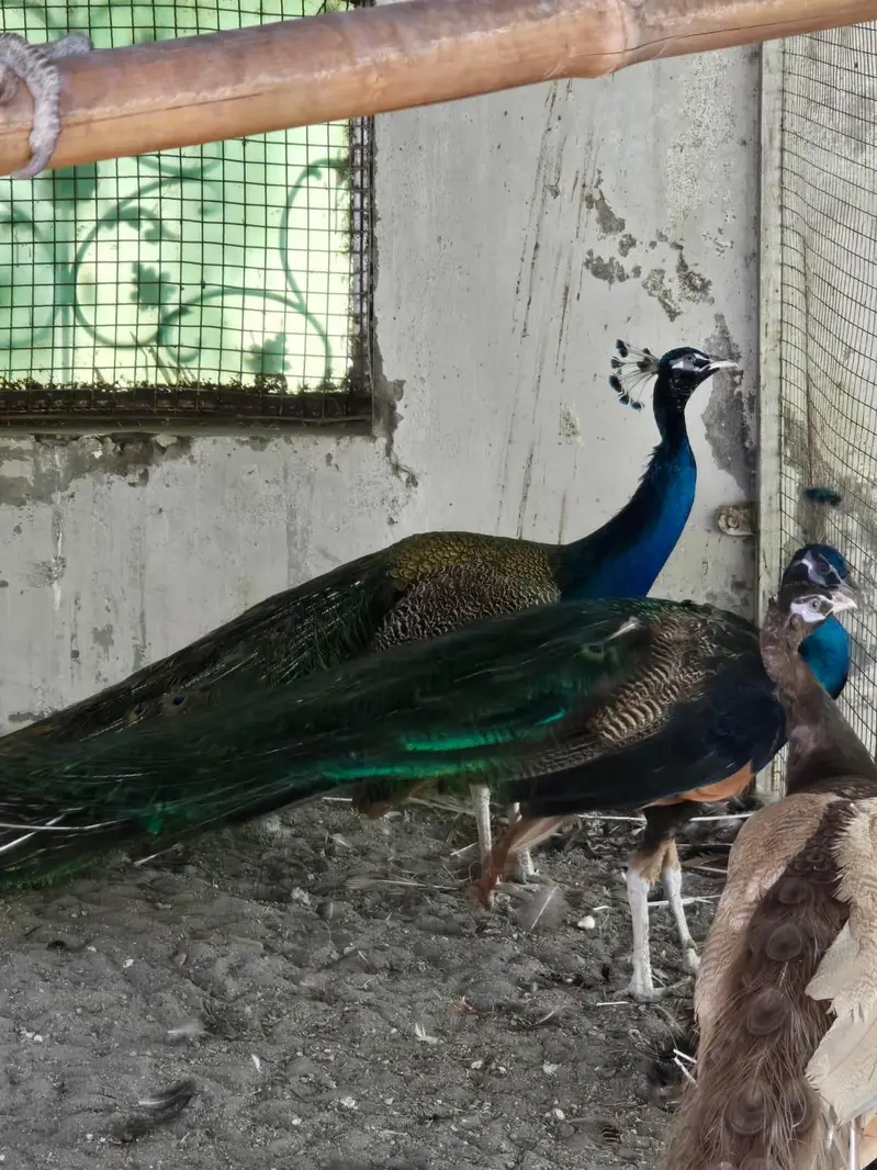 Blue Shoulder Male Peacock — photo 11