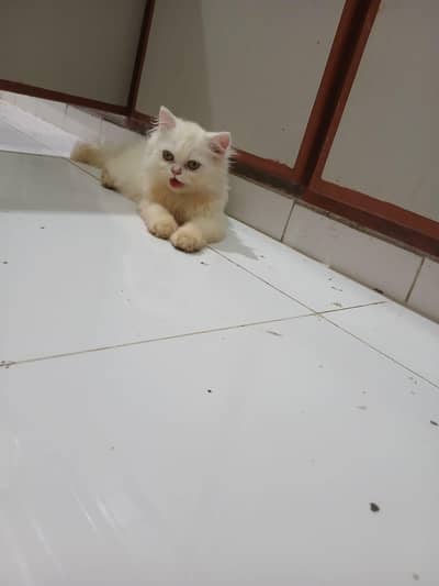 Persian Kitten Female cat