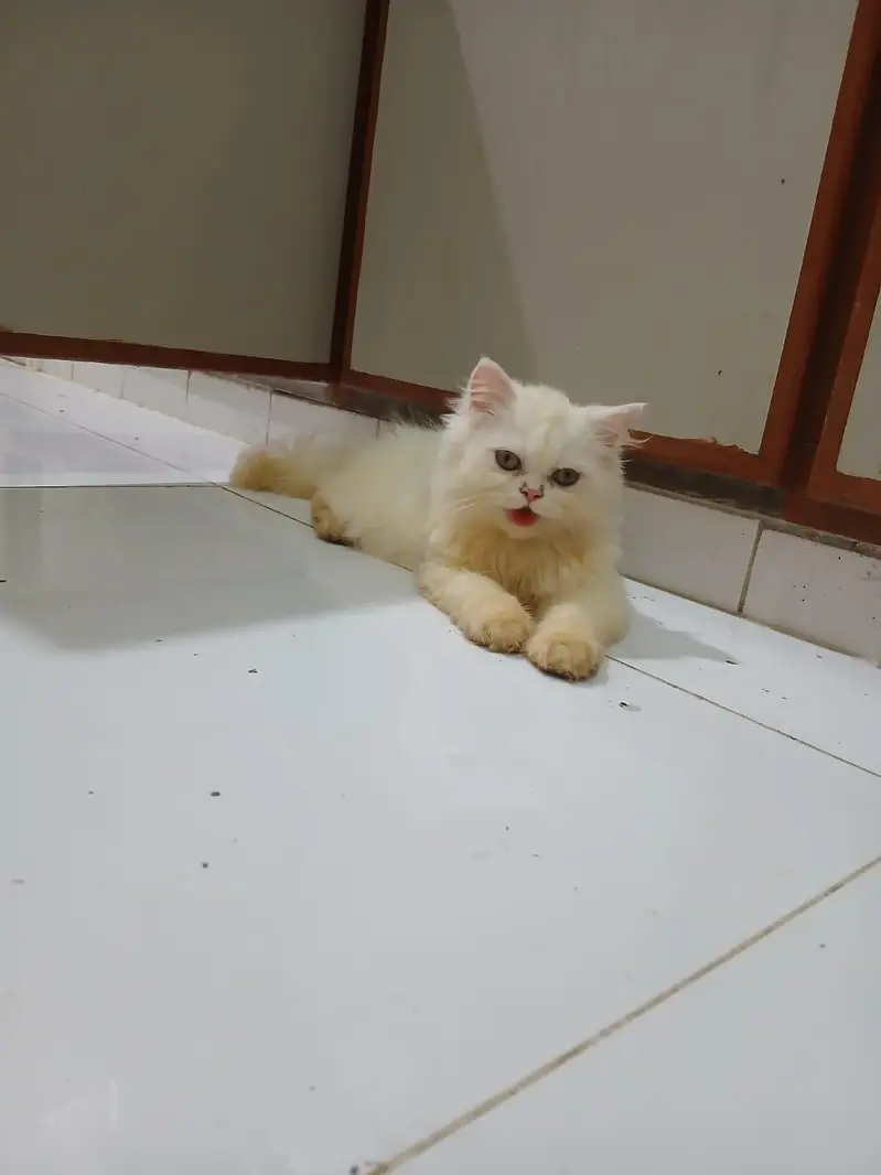 Persian Kitten Female cat — photo 2