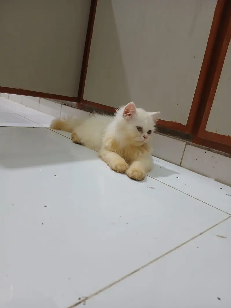Persian Kitten Female cat — photo 3