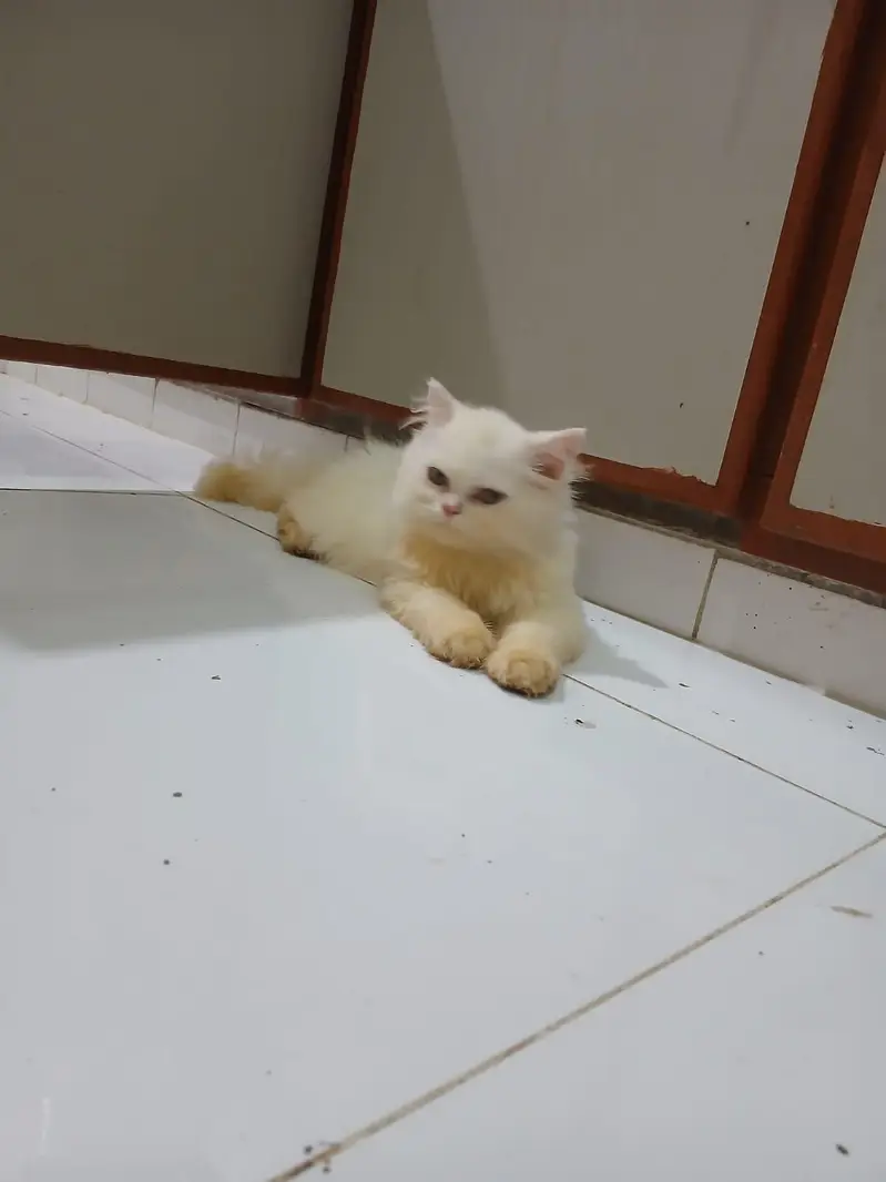 Persian Kitten Female cat — photo 4
