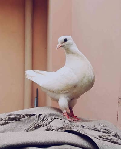 Dr. Zayan 