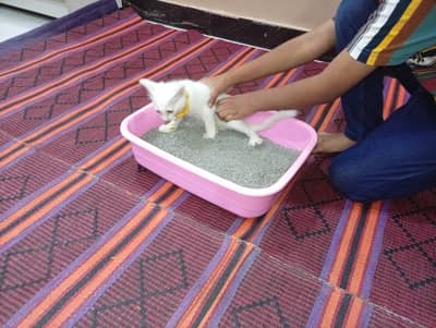 mini catoo