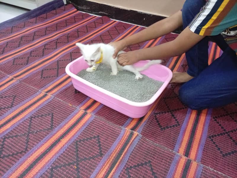 mini catoo 0