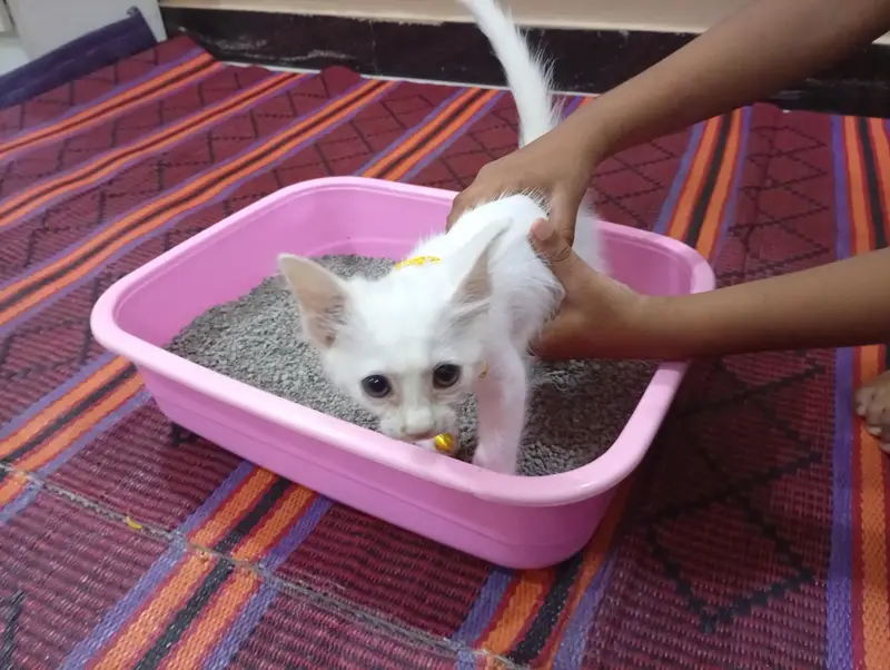 mini catoo — photo 2