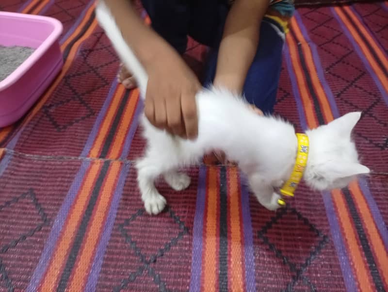 mini catoo 2