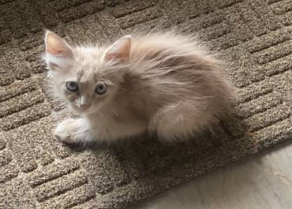 Persian kitten litter trained self feed healthy