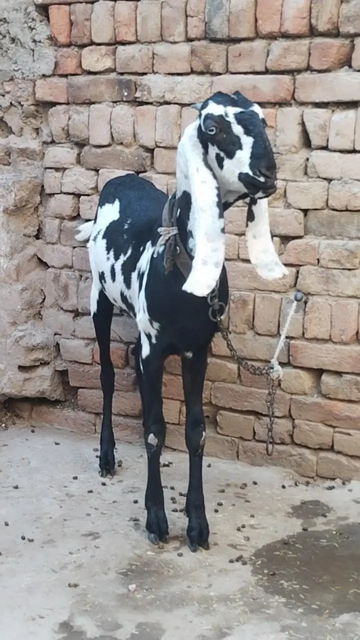 دو عدد گھر کی پلی ہوئی پٹھیں فور سیل — photo 4