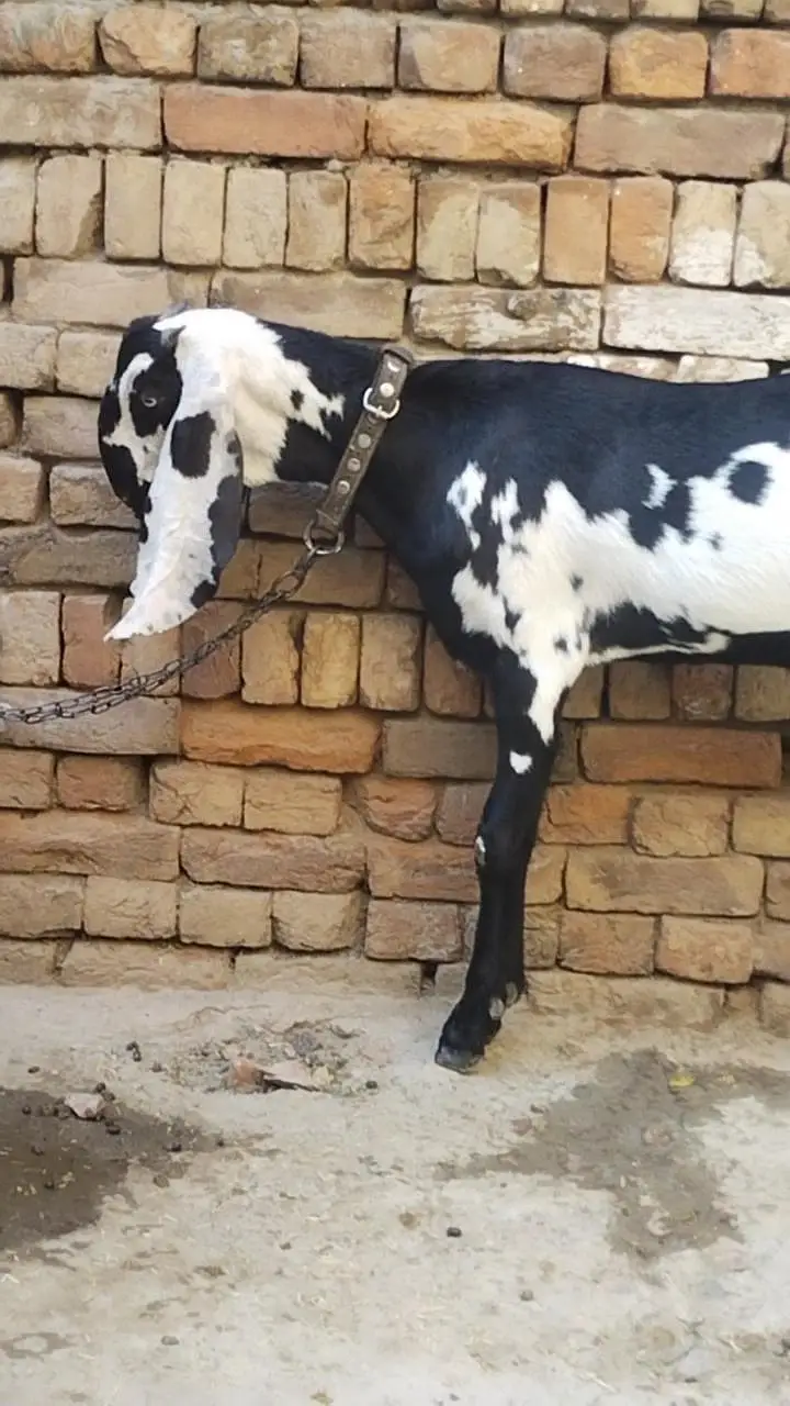 دو عدد گھر کی پلی ہوئی پٹھیں فور سیل — photo 5