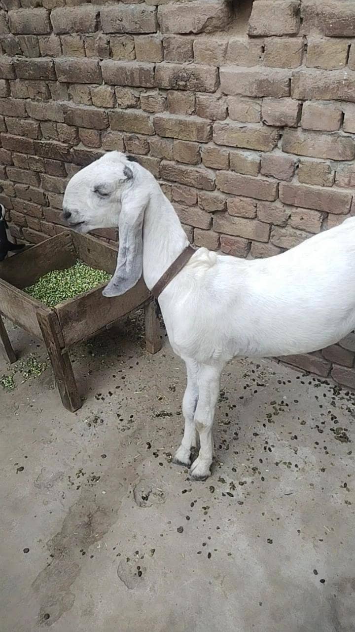 دو عدد گھر کی پلی ہوئی پٹھیں فور سیل 5