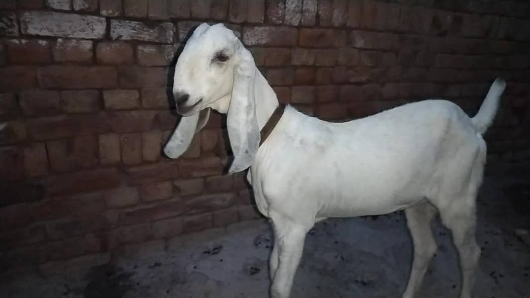 دو عدد گھر کی پلی ہوئی پٹھیں فور سیل 6