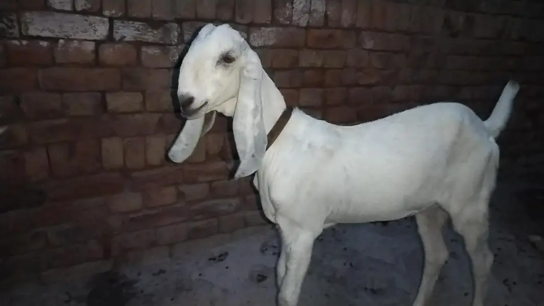 دو عدد گھر کی پلی ہوئی پٹھیں فور سیل — photo 7