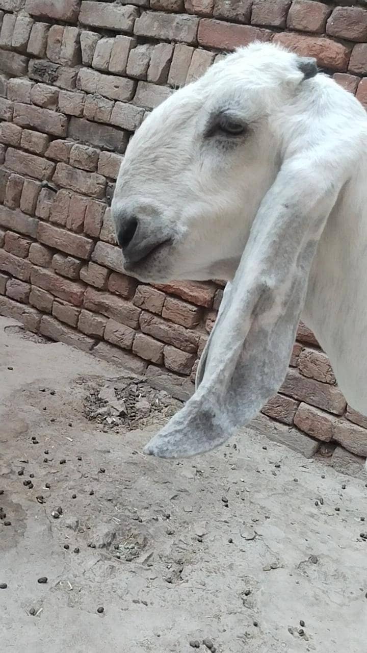 دو عدد گھر کی پلی ہوئی پٹھیں فور سیل 7